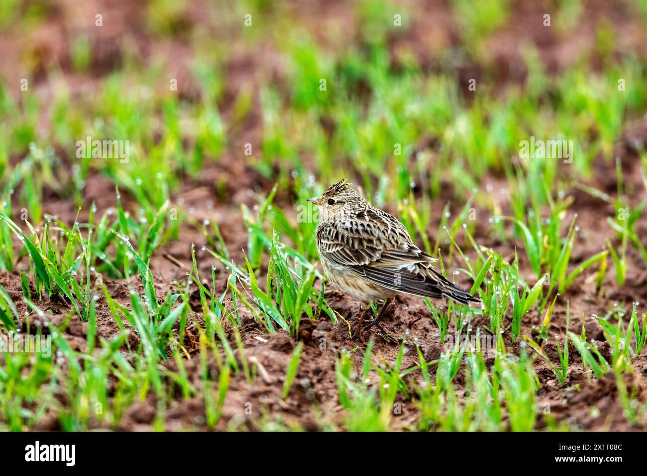 Uno Skylark su un campo Foto Stock