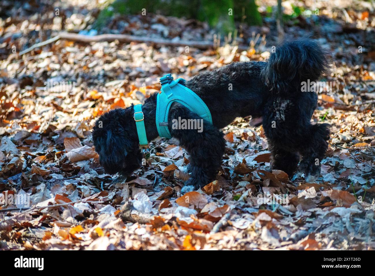 Segui il curioso viaggio di un cane mentre esplora la foresta, annusando l'incantevole natura selvaggia. Foto Stock