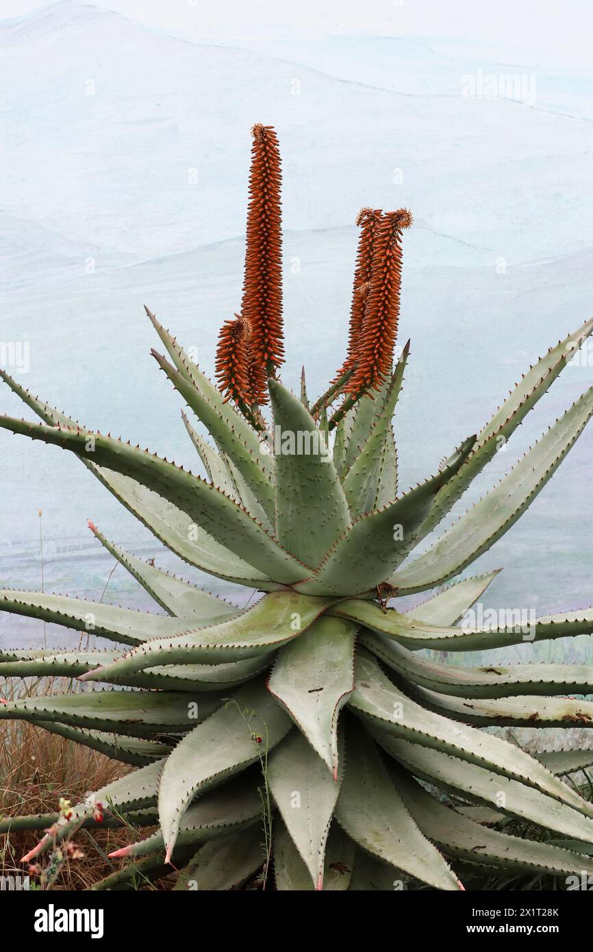L'aloe ferox, comunemente nota come aloe amara, è una specie di pianta in fiore della famiglia delle Asphodelaceae. Questo aloe legnoso è indigeno dell'Afri meridionale Foto Stock