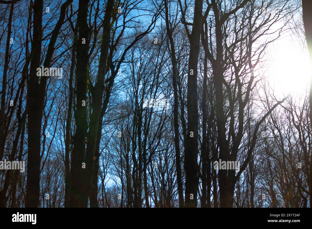 Esplora le incantevoli profondità delle tane della foresta, dove la fitta vegetazione e gli alberi torreggianti creano un'atmosfera mistica. Foto Stock