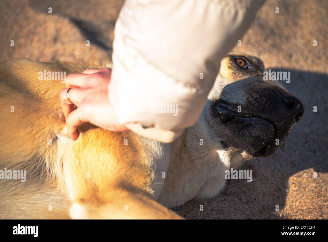 Prova la gioia pura e il legame incrollabile tra una donna e il suo amato compagno canino in ogni momento di amore e risate. Foto Stock