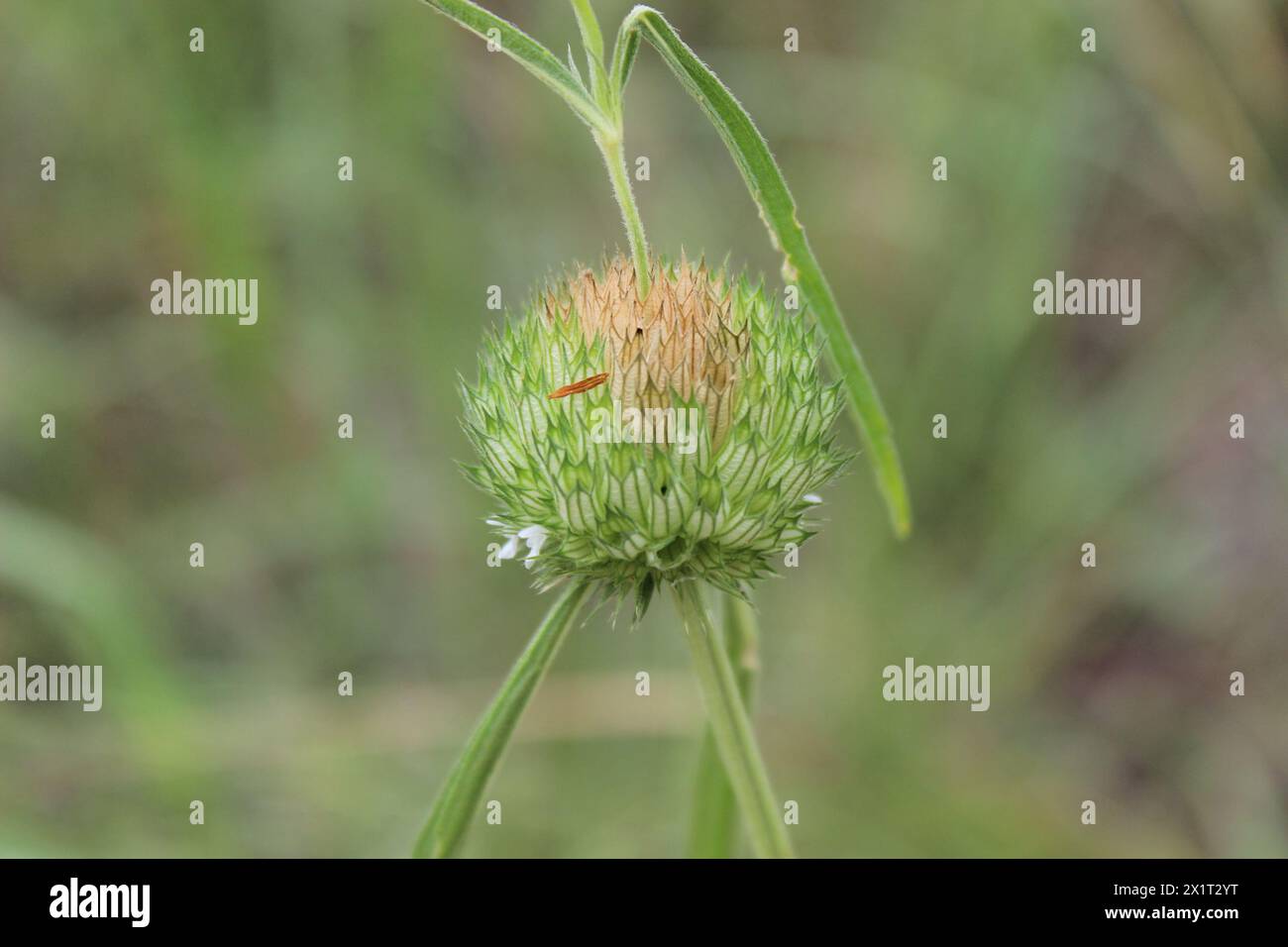 Un genere acrotome di cavallo spinoso e marroni e spinoso di tumbleweed, a fuoco, e lo sfondo sfocato Foto Stock