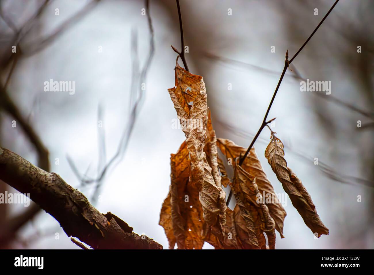 Prova i tranquilli sussurri dell'autunno, mentre le foglie secche adornano delicatamente i rami, dipingendo la natura con sfumature di marrone, arancione e rosso. Foto Stock