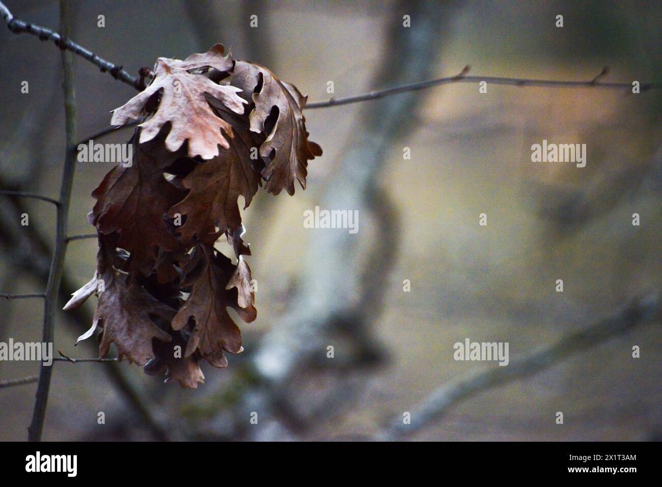 Le foglie secche si aggrappano a un ramo d'albero intempestivo, a testimonianza del cambiamento di stagione e del ciclo della natura. Foto Stock