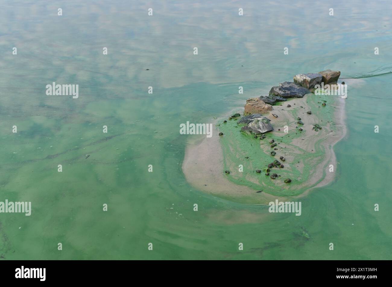 Acqua verde inquinata da alghe verdi. il riflesso del cielo nell'acqua. Foto Stock