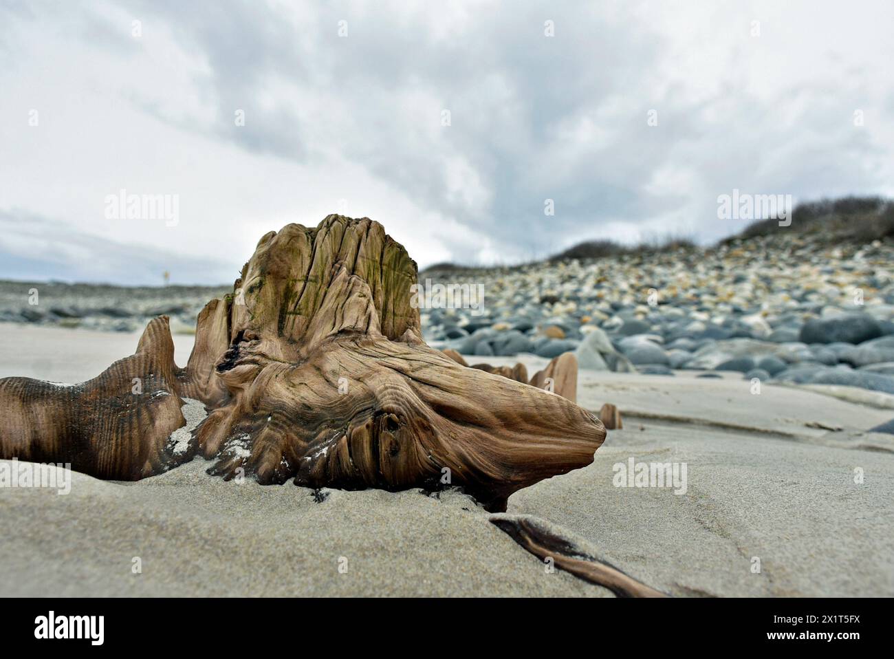 Ceppo di alberi fossilizzato esposto durante la bassa marea. Almeno 4000 anni ad Ardara, Contea di Donegal, Irlanda. Foto Stock