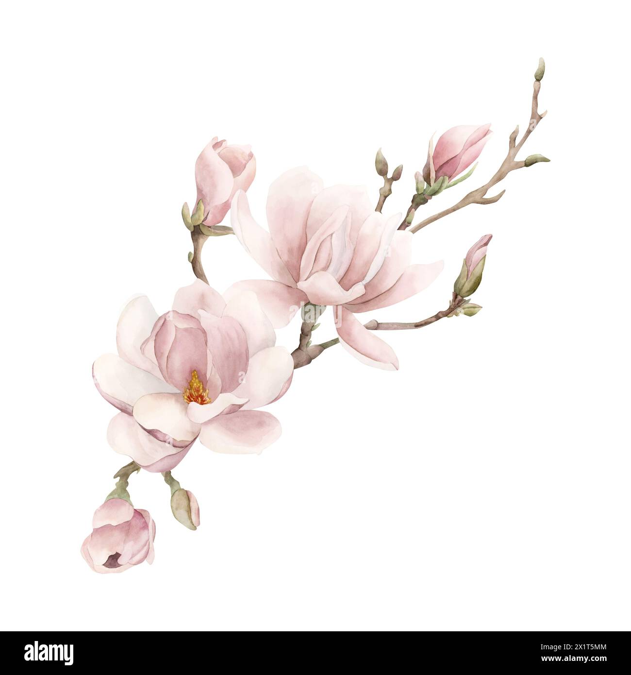Composizione di fiori, gemme e rametti di magnolia rosa chiaro. Illustrazione ad acquerello floreale dipinta a mano isolata su sfondo bianco. Fioritura primaverile Foto Stock