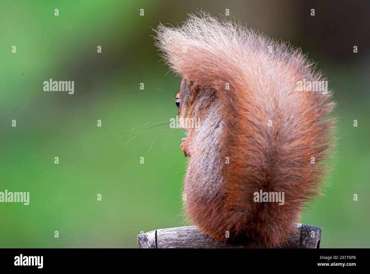 La soffice coda dello scoiattolo ABERDEEN, SCOZIA, IMMAGINI ESILARANTI di uno scoiattolo che suona su un manico a vanga e sembra troppo soddisfatto di se stesso quando p Foto Stock