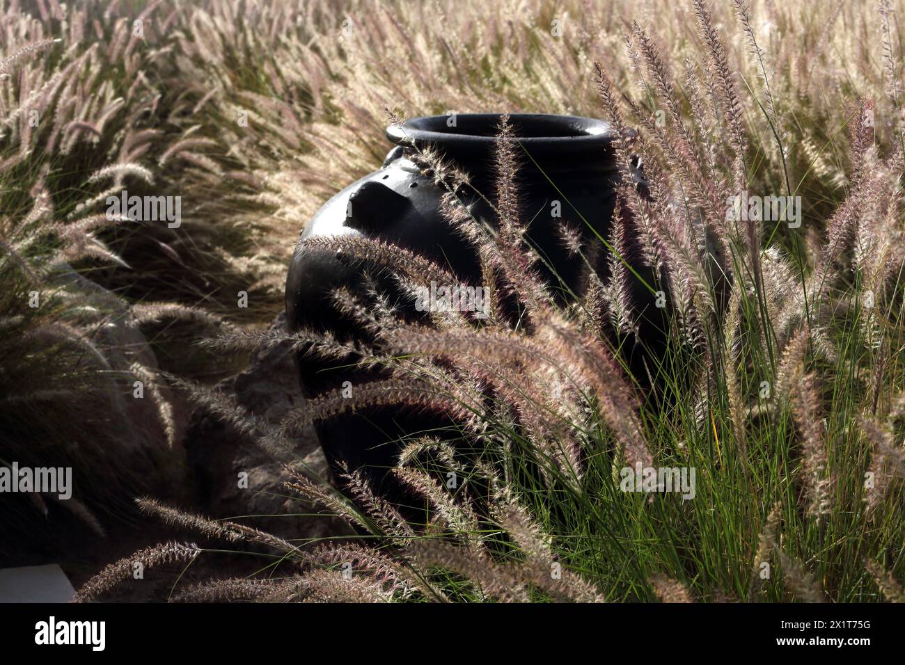 Black Pot in miniatura Fountain Grass (Pennisetum Setaceum) presso il Chedi Hotel Muscat Oman Foto Stock