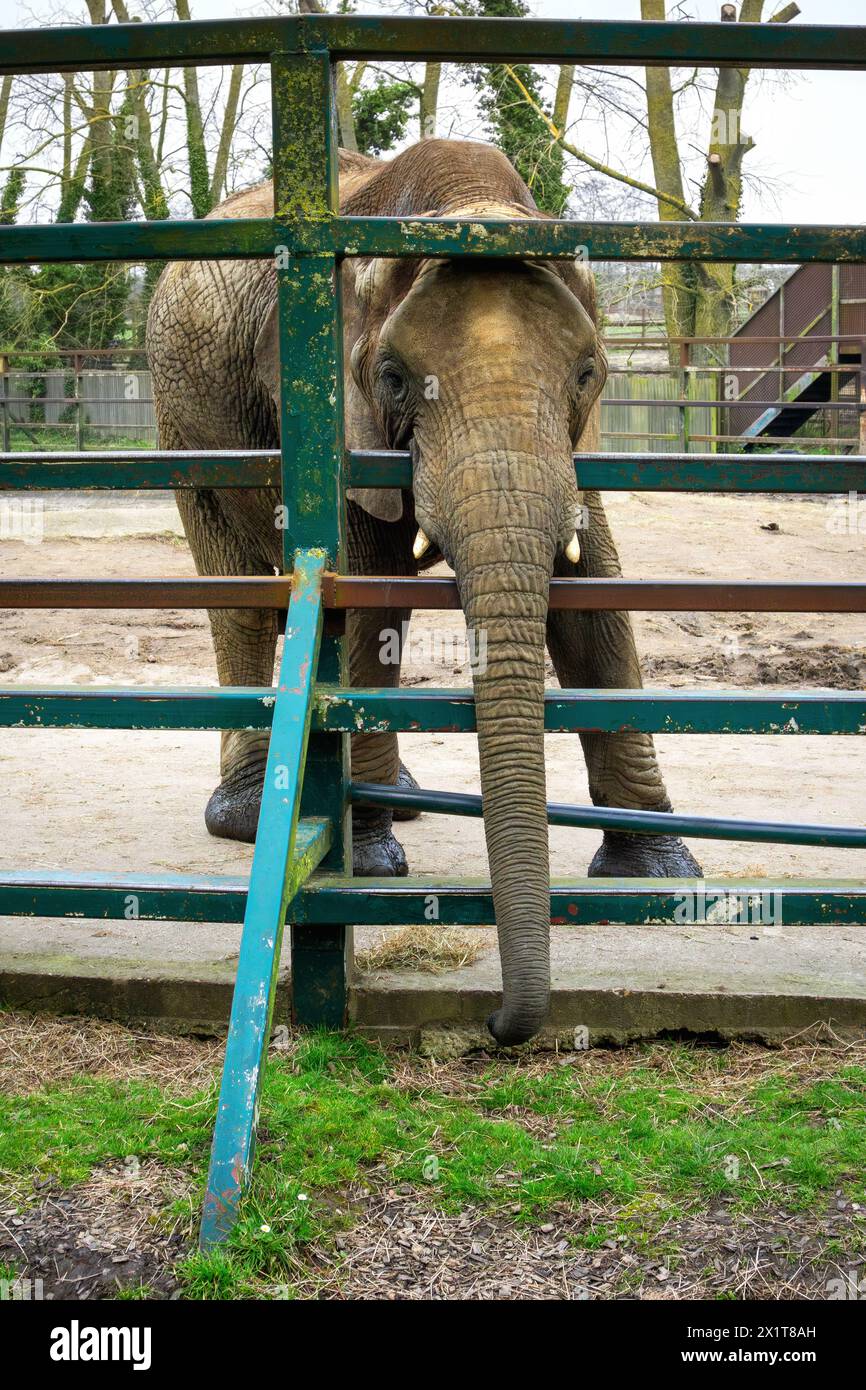 Elefante africano che guarda attraverso il cancello recintato del Parco degli animali selvatici di Howletts Foto Stock