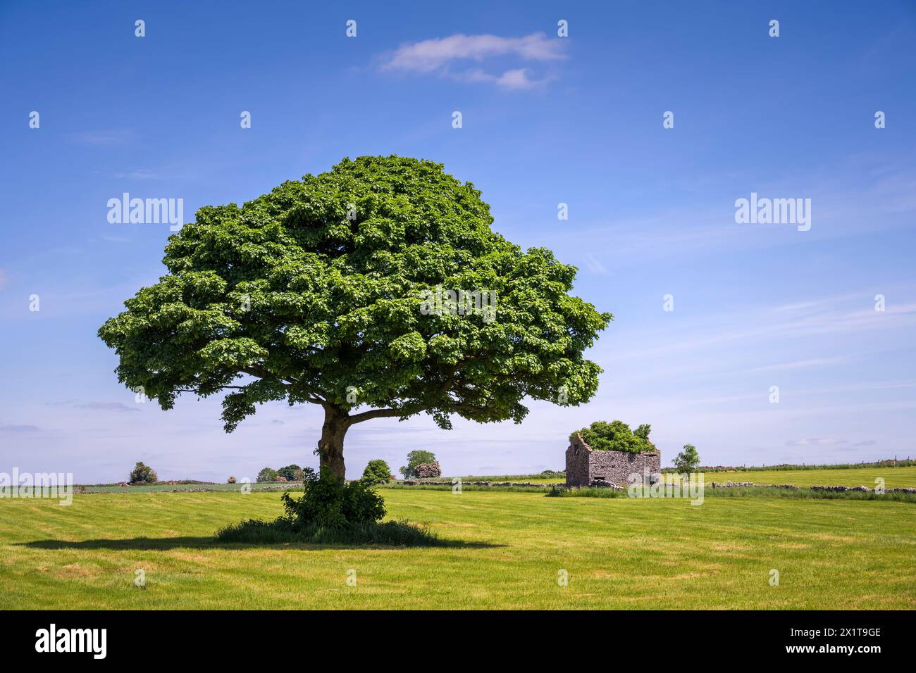 Un singolo albero in un deposito nel Peak District con la rovina di un fienile sullo sfondo. Foto Stock