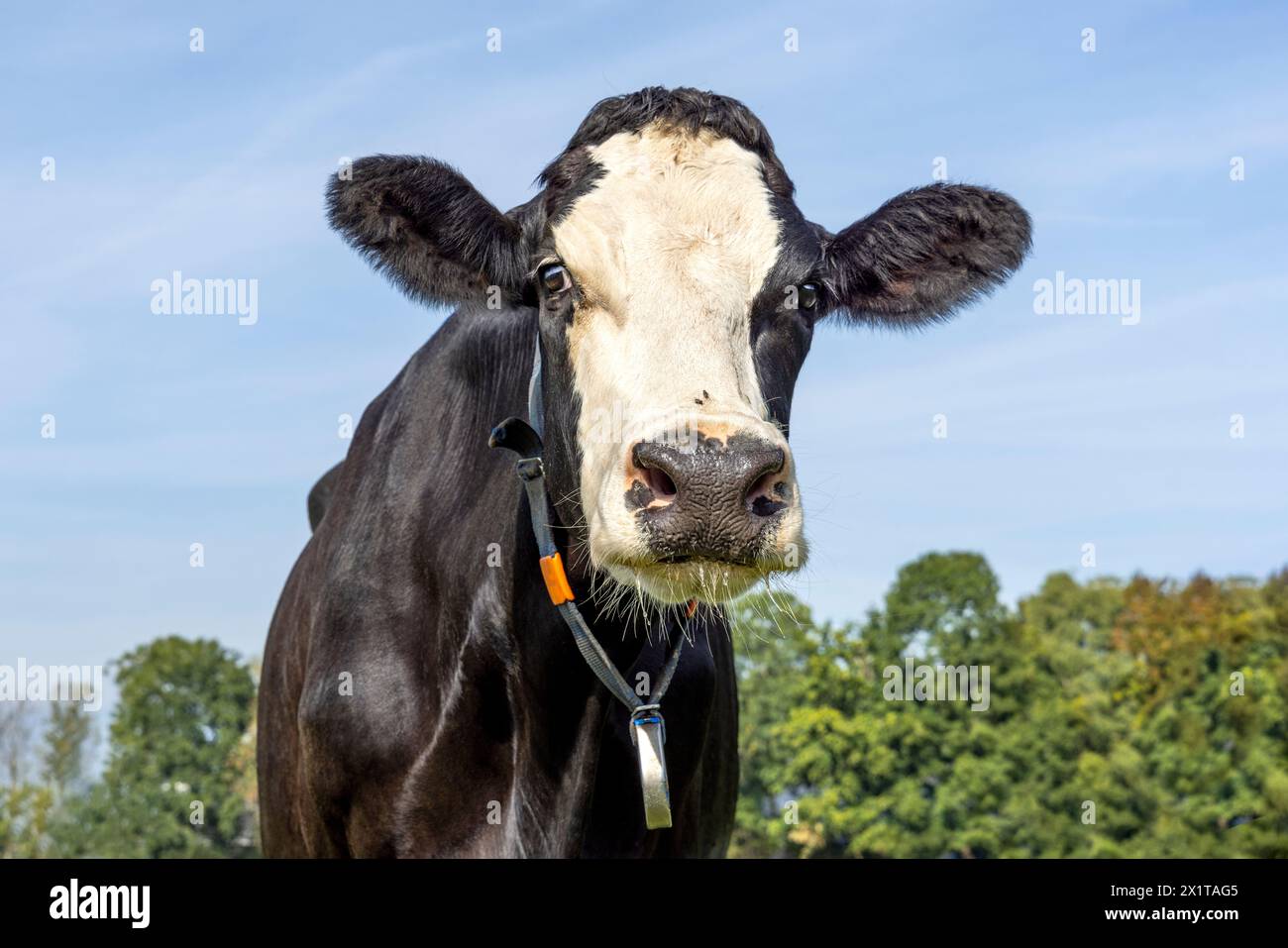 Vecchia mucca, in bianco e nero che guarda la macchina fotografica, il naso nero, di fronte a un cielo blu Foto Stock