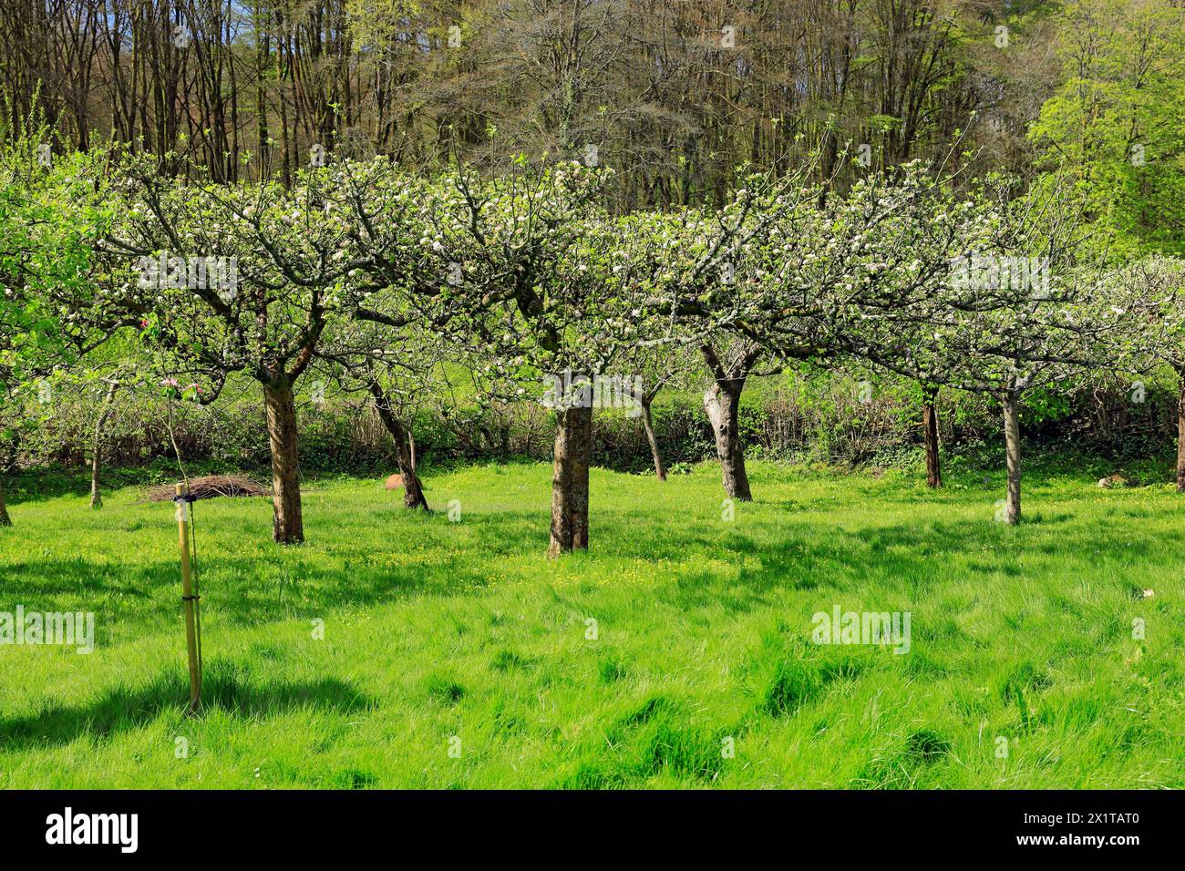 Mele, St Fagans National Museum of History/Amgueddfa Werin Cymru, Cardiff, Galles del Sud, Regno Unito. Foto Stock