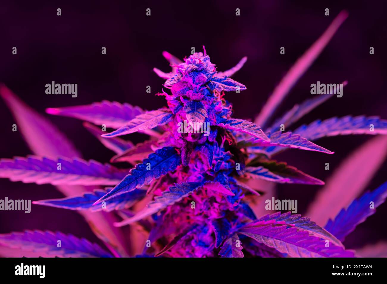 Macro shot di bocciolo di cannabis maturo con una luce rosa viola in una fattoria al coperto. Concetto di coltivazione di cannabis medica Foto Stock