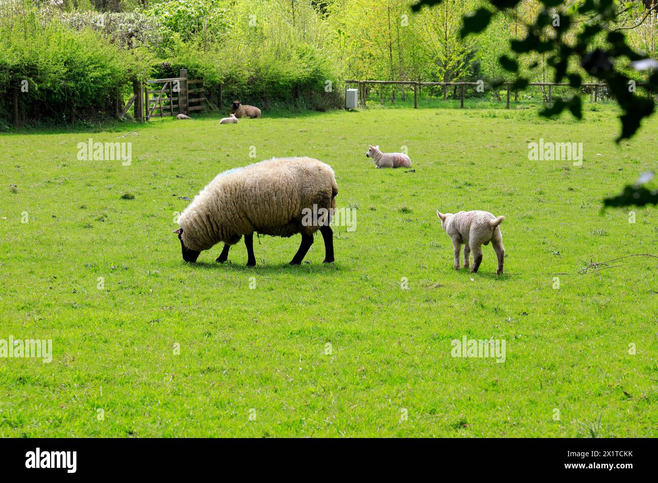 Scena primaverile, St Fagans National Museum of History/Amgueddfa Werin Cymru, Cardiff, Galles del Sud, Regno Unito. Foto Stock