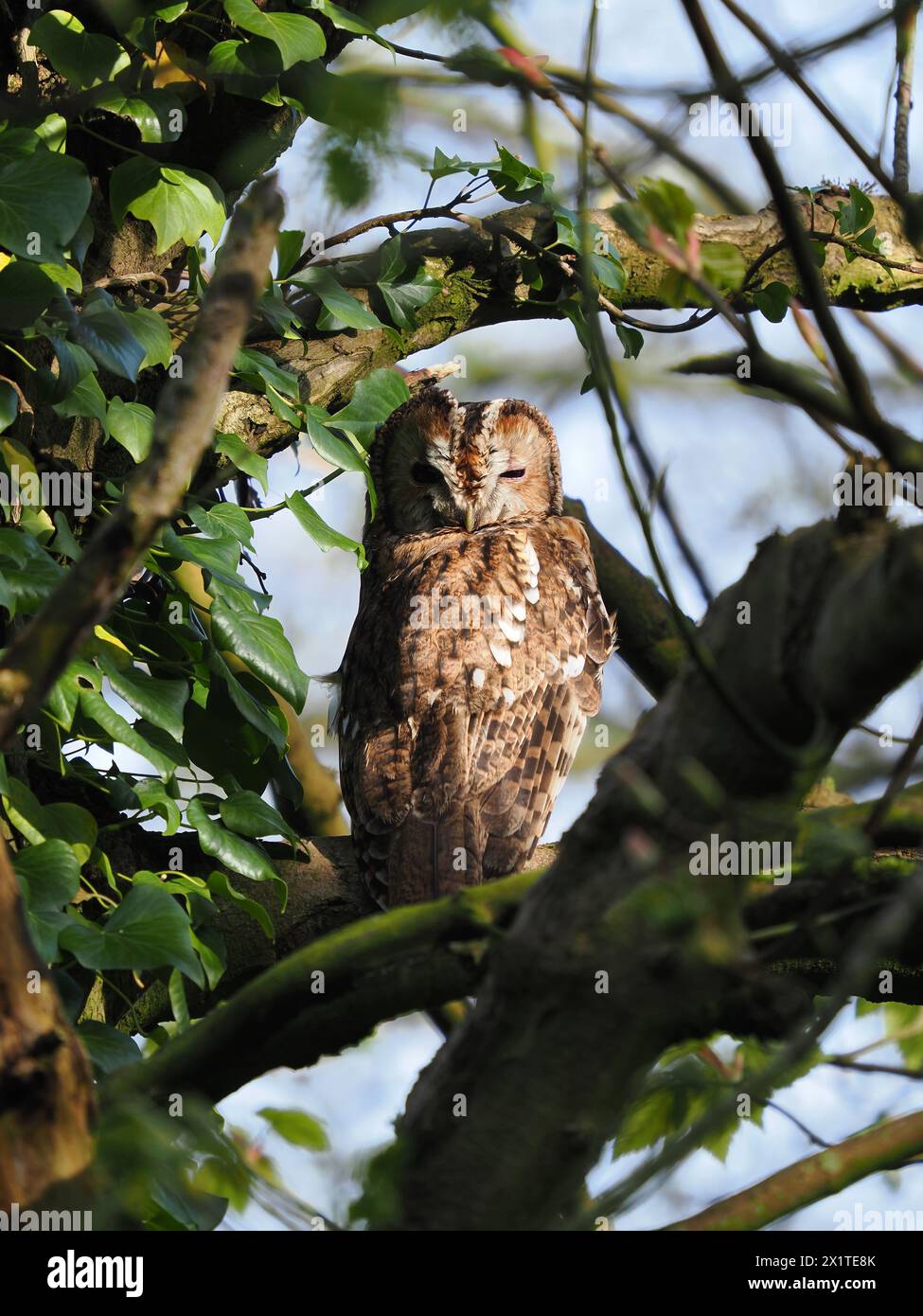 I gufi di Tawny sono i primi allevatori, spesso si trovano a torbidiva su rami o contro tronchi quando i loro partner sono sulle uova o con pulcini giovani. Foto Stock