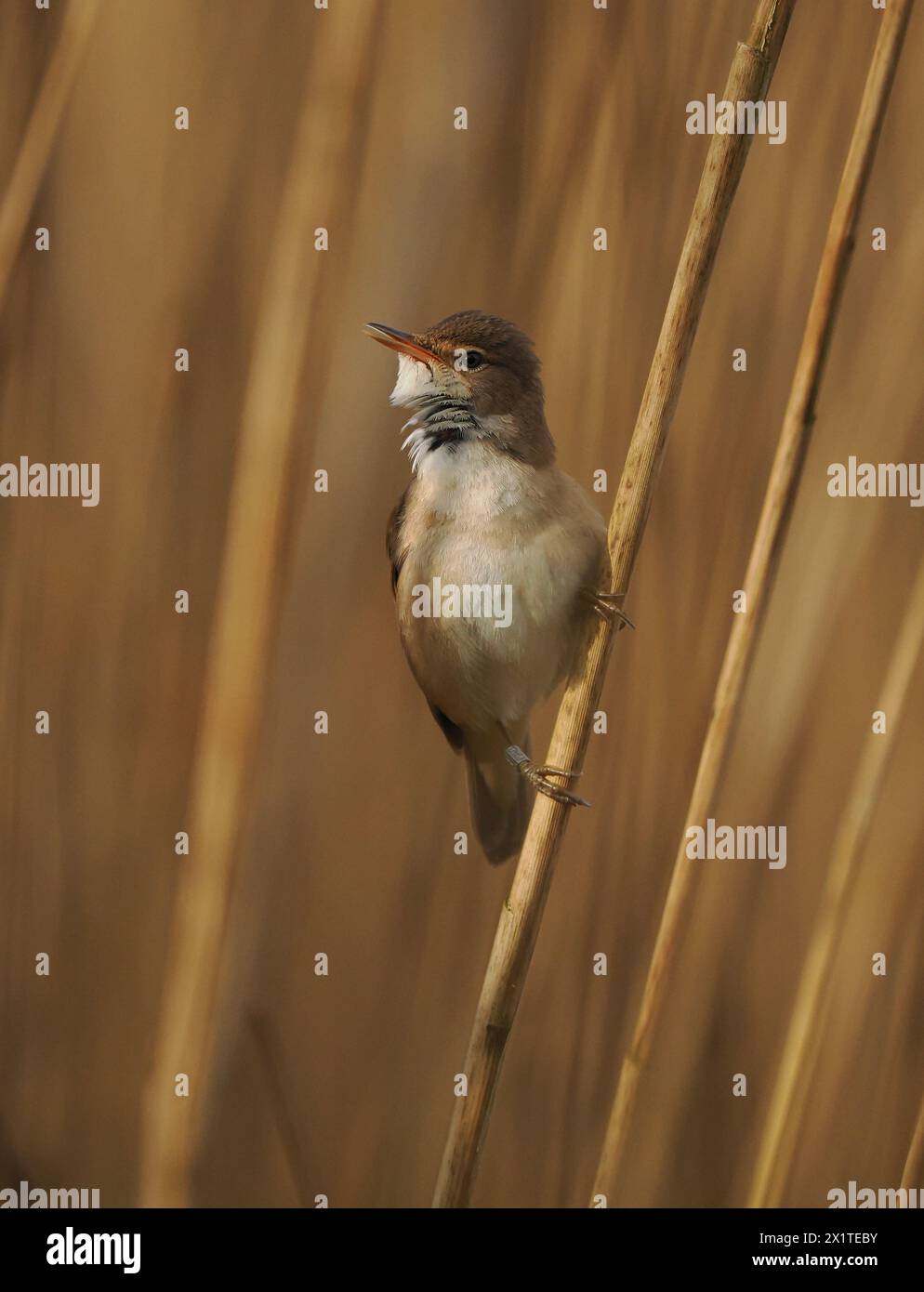 Una parula di canne di ritorno precoce che rendeva nota la sua presenza sul suo territorio. Foto Stock