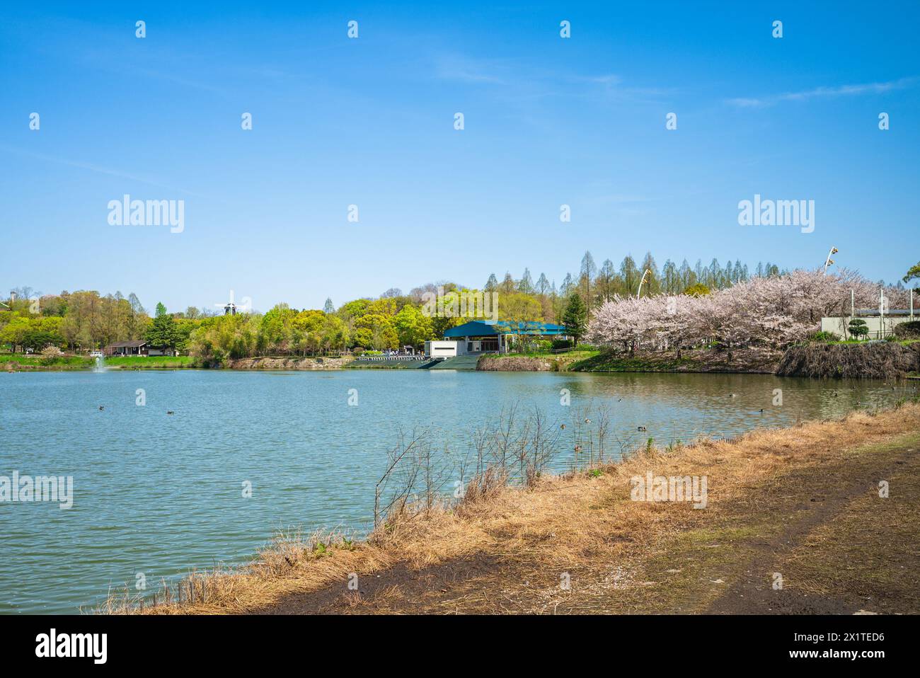Scenario del Parco Tsurumi Ryokuchi situato nella città di Osaka, Kansai, Giappone Foto Stock