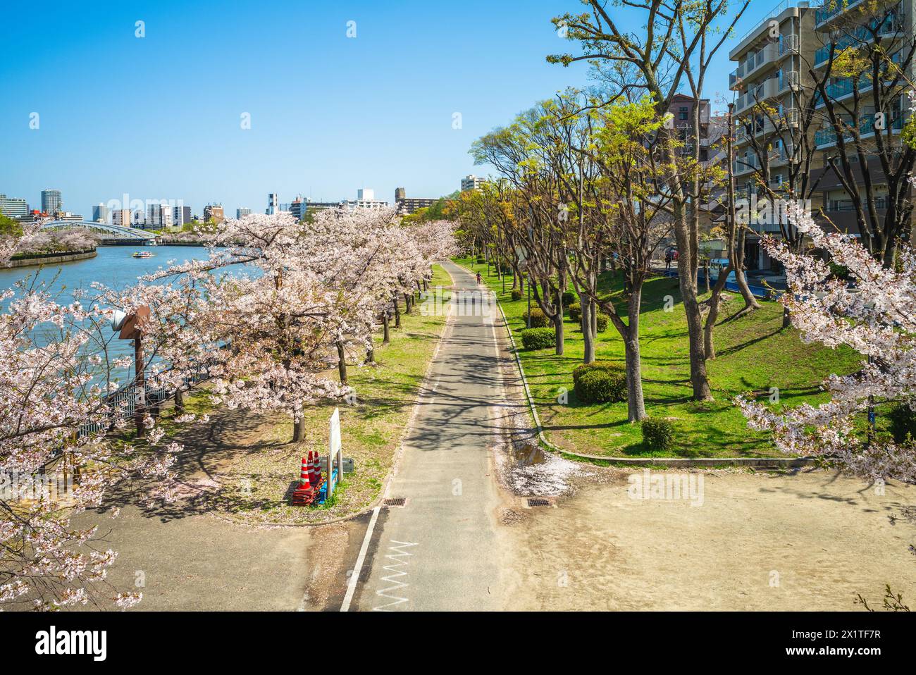 Parco KEMA Sakuranomiya, un parco vicino al fiume Ogawa ad osaka e famoso per la fioritura dei ciliegi in giappone Foto Stock