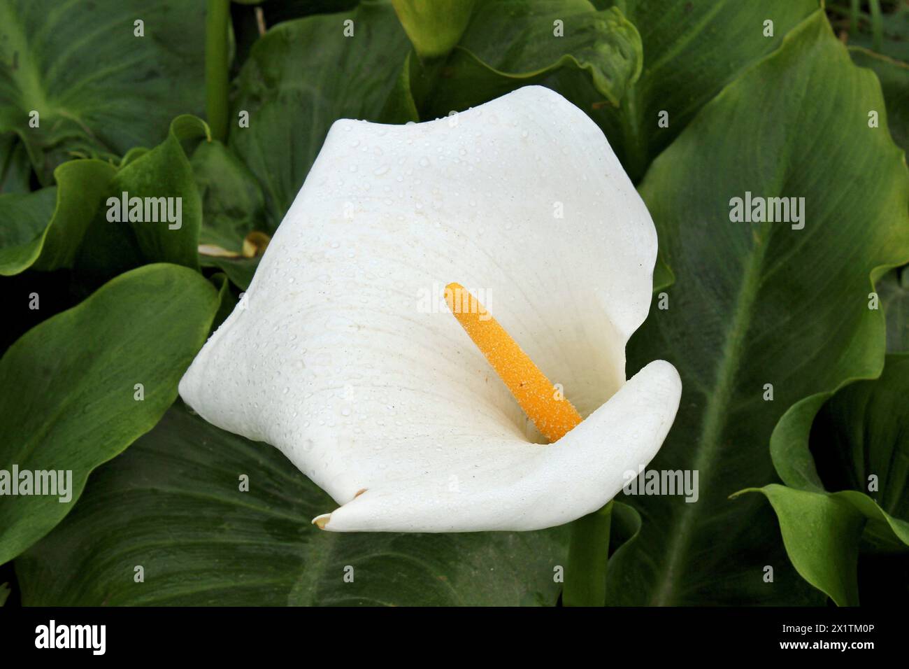 Photographie d'un arum blanc Foto Stock