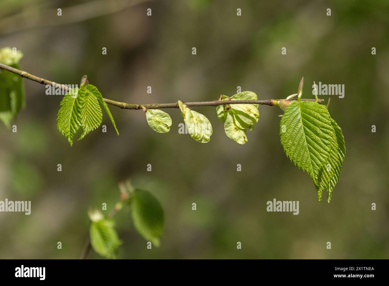 Le foglie di un olmo inglese ( Ulmus procera) in primavera. Le nuove foglie stanno uscendo insieme ai frutti a forma di ala, noti anche come samaras. Foto Stock