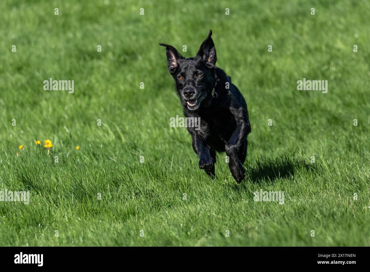 Un labrador retriever nero che corre attraverso un prato. Il cane è pieno di vita, energico e felice. Foto Stock