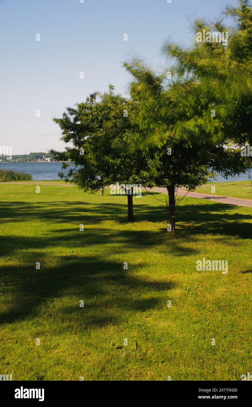 Alberi nel parco lungo il lago Foto Stock