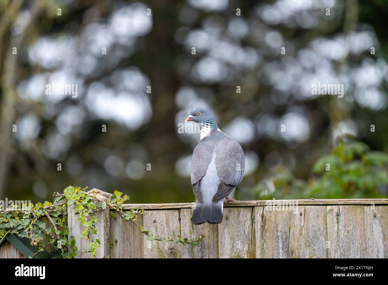 Piccione adulto grande e grigio [Columba palumbus] in un giardino periferico Foto Stock