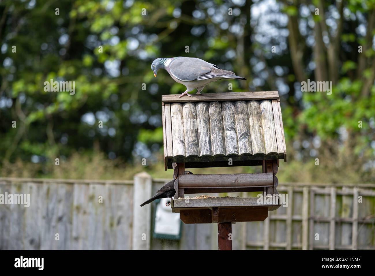Un piccione di legno si trova in cima ad un tavolo di uccelli in un giardino suburbano in primavera, guardando in basso un uccello nero che mangia sul tavolo degli uccelli sottostante. Foto Stock