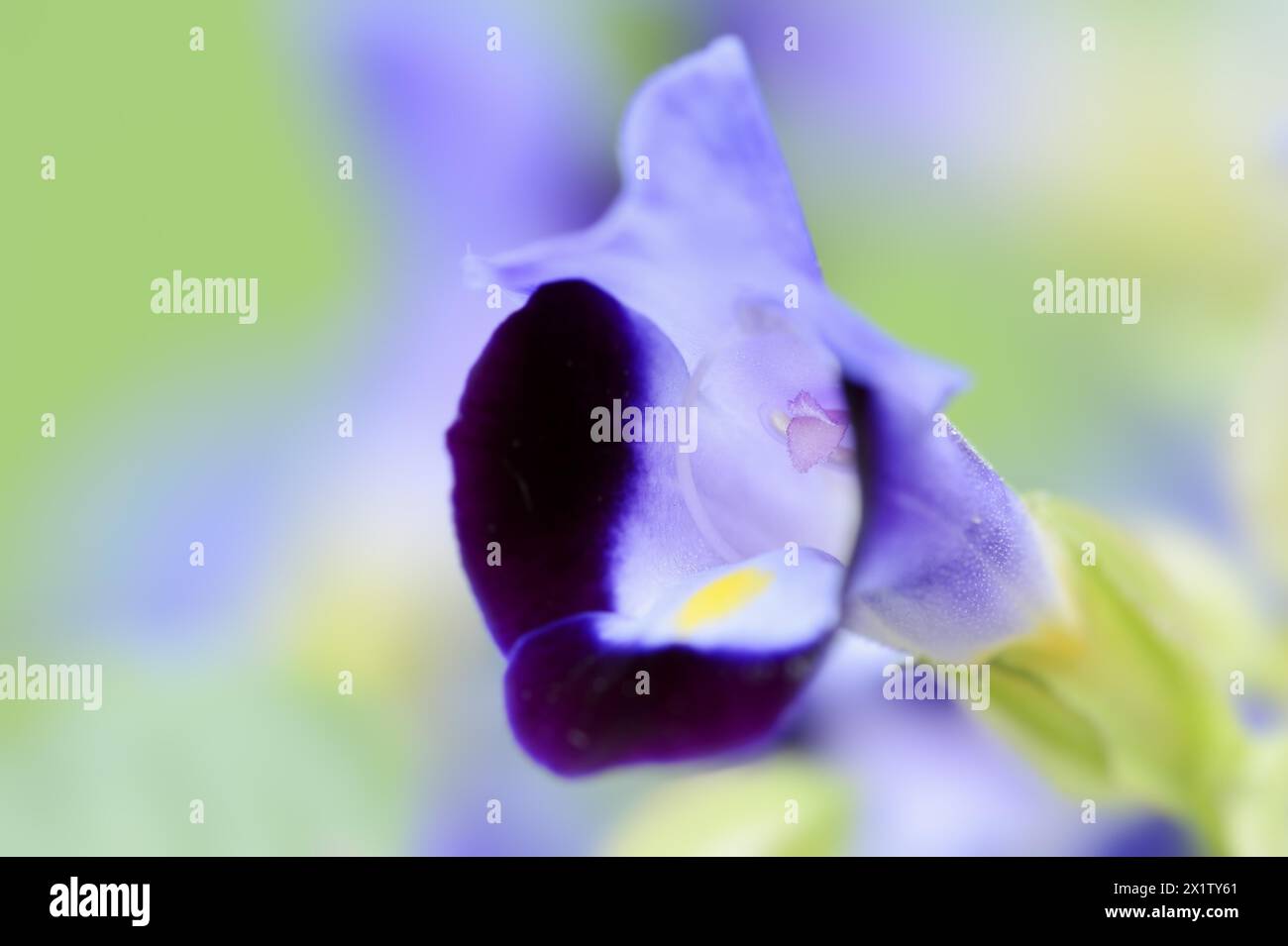 Bluewings (Torenia fournieri), fiore originario del Vietnam, piante ornamentali, Renania settentrionale-Vestfalia, Germania Foto Stock