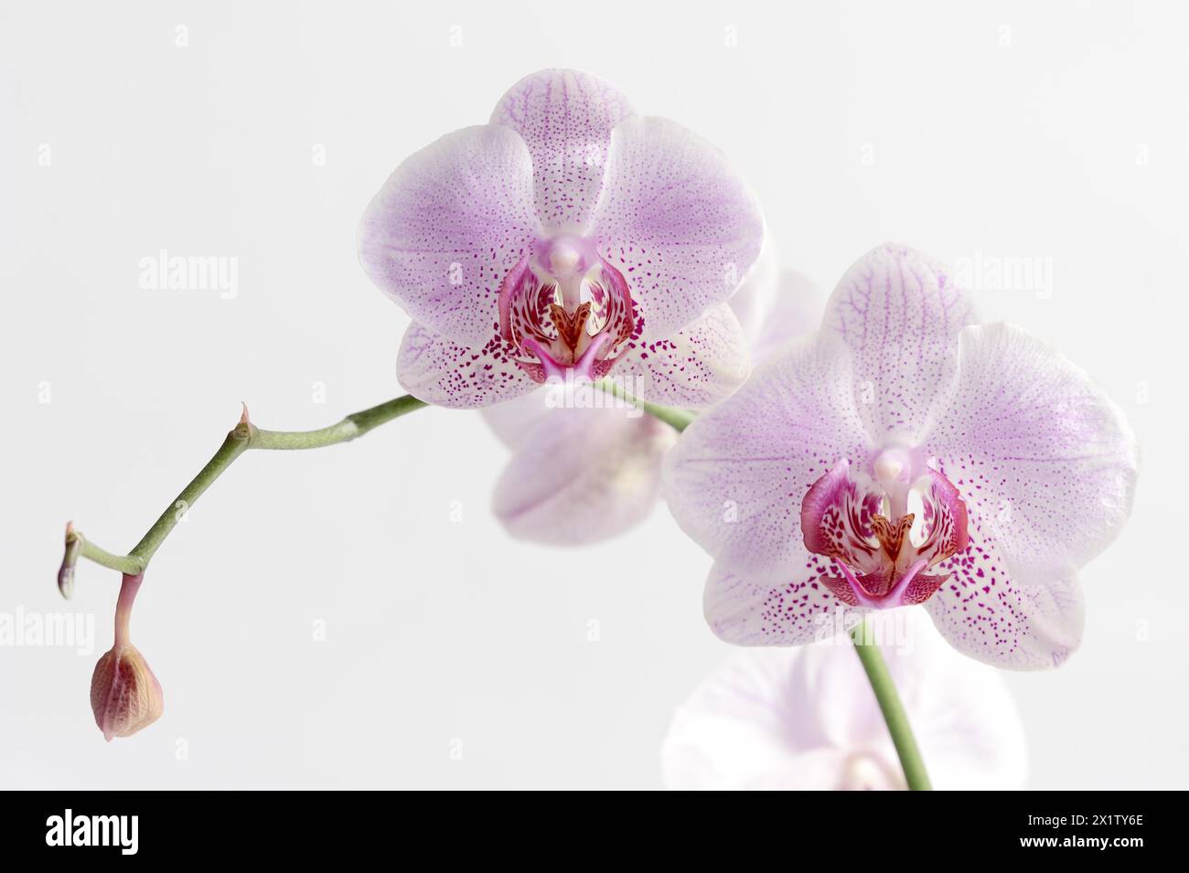 Orchidea delle farfalle (Phalaenopsis), fiori, piante di casa, Renania settentrionale-Vestfalia, Germania Foto Stock
