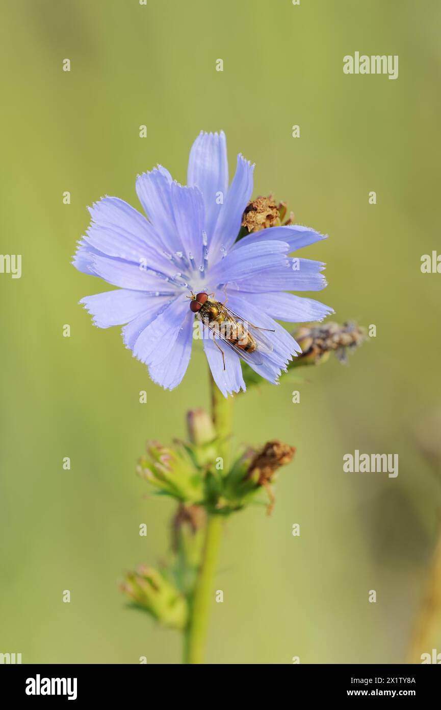 Cicoria comune (Cichorium intybus), fiore e marmellata comune hoverfly (Episyrphus balteatus), Renania settentrionale-Vestfalia, Germania Foto Stock