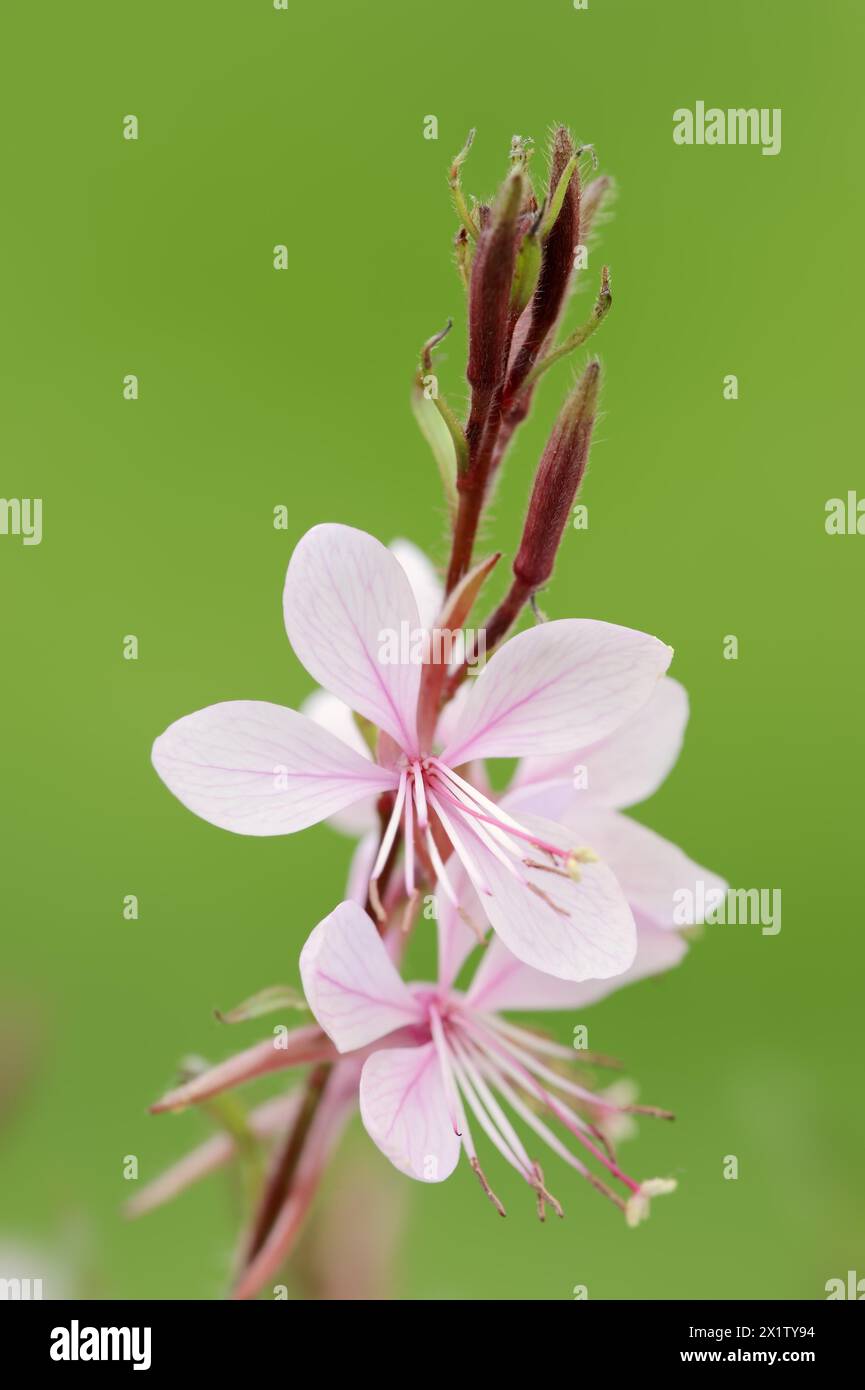 Gaura lindheimeri, fiori, originaria del Nord America, piante ornamentali, Renania settentrionale-Vestfalia, Germania Foto Stock