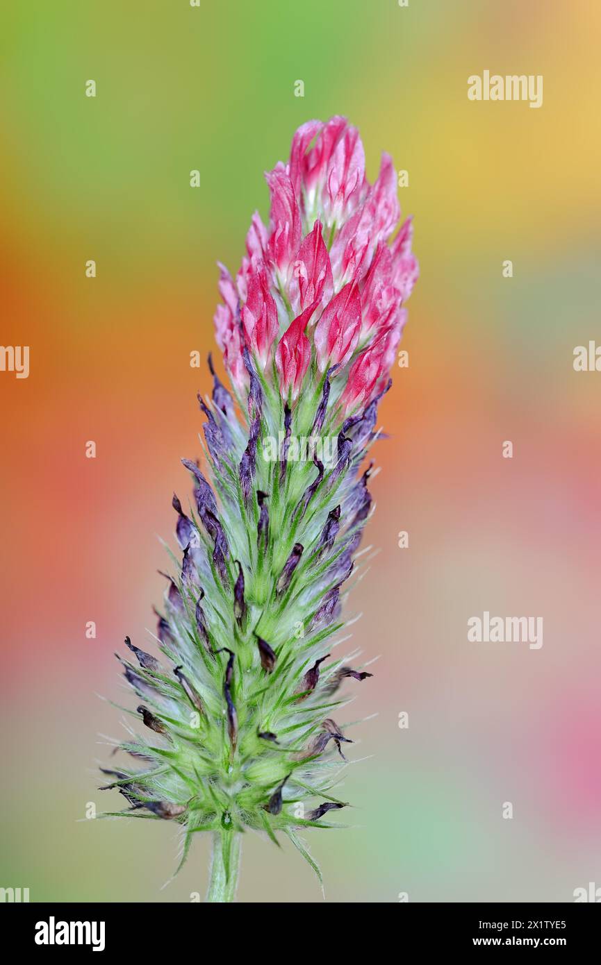 Trifoglio viola o trifoglio viola (Trifolium rubens), Renania settentrionale-Vestfalia, Germania Foto Stock