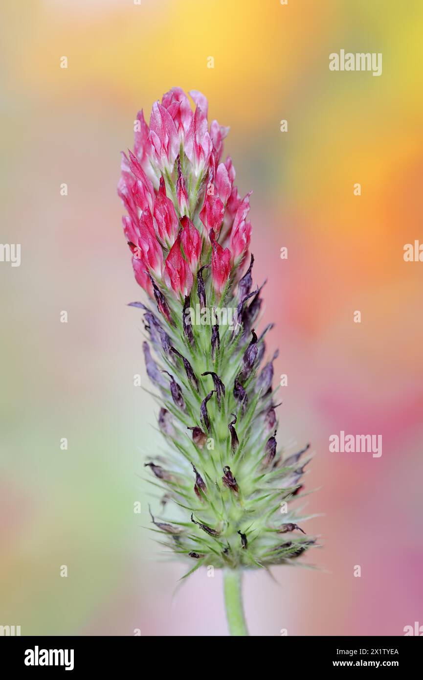 Trifoglio viola o trifoglio viola (Trifolium rubens), Renania settentrionale-Vestfalia, Germania Foto Stock