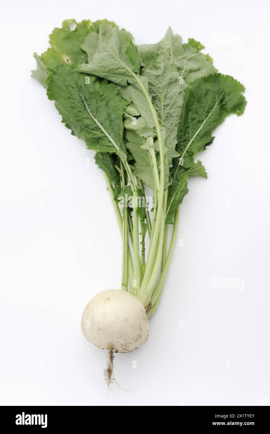 Rapa o navette (Brassica rapa ssp. rapa var. majalis), radice e foglie su sfondo bianco, pianta vegetale Foto Stock