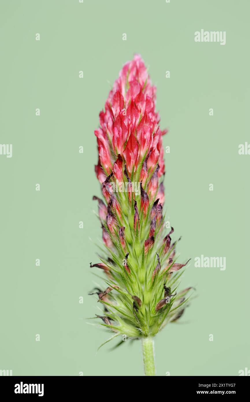 Trifoglio viola o trifoglio viola (Trifolium rubens), Renania settentrionale-Vestfalia, Germania Foto Stock