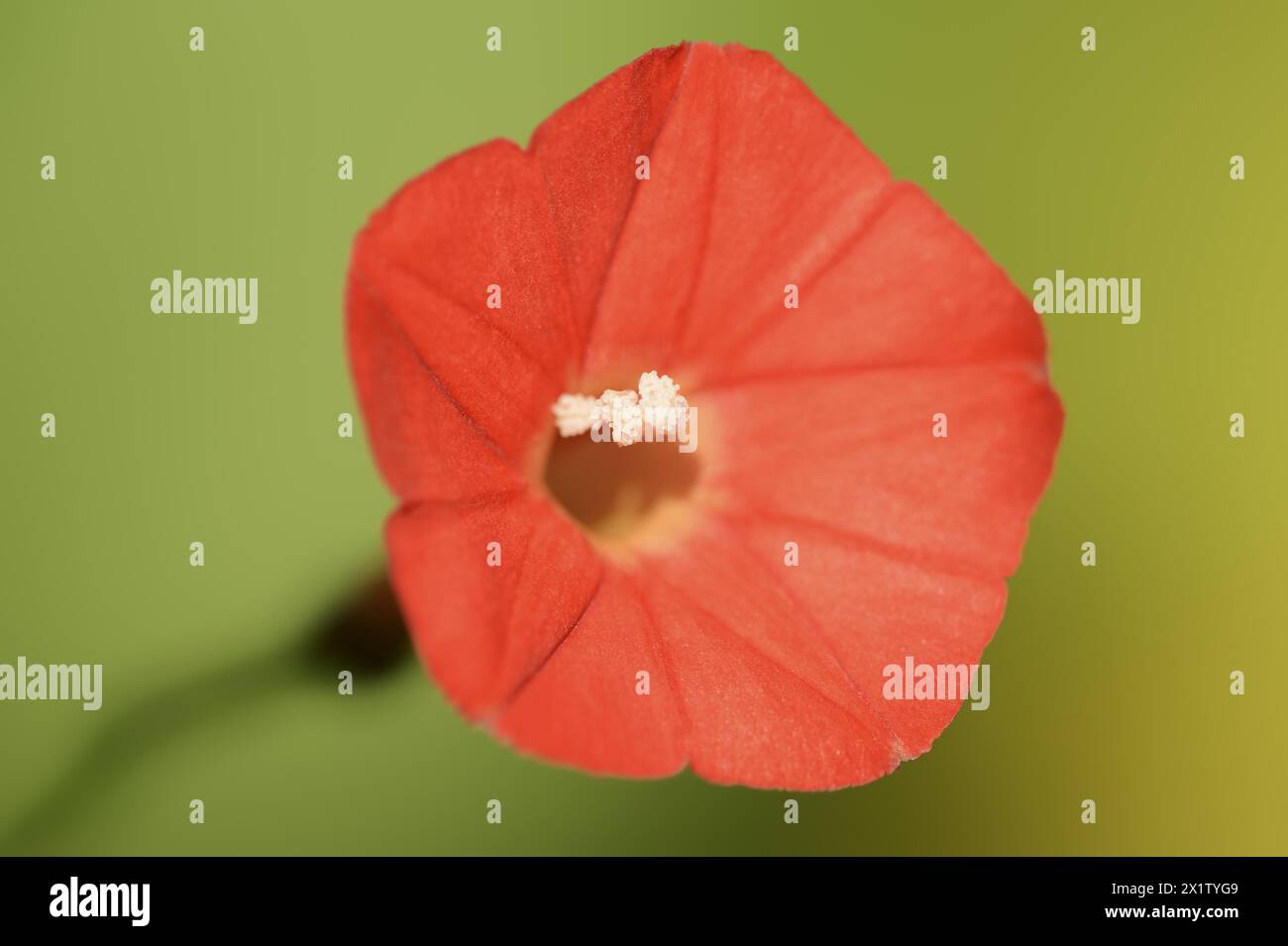 Alghe rosse o erbacce rosse (Ipomoea coccinea, Convolvulus coccineus), fiore originario del Messico, piante ornamentali, Renania settentrionale-Vestfalia Foto Stock