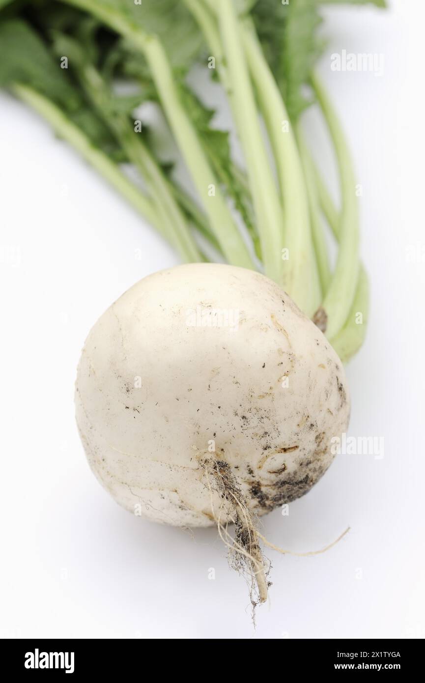 Rapa o navette (Brassica rapa ssp. rapa var. majalis), radice su fondo bianco, pianta vegetale Foto Stock