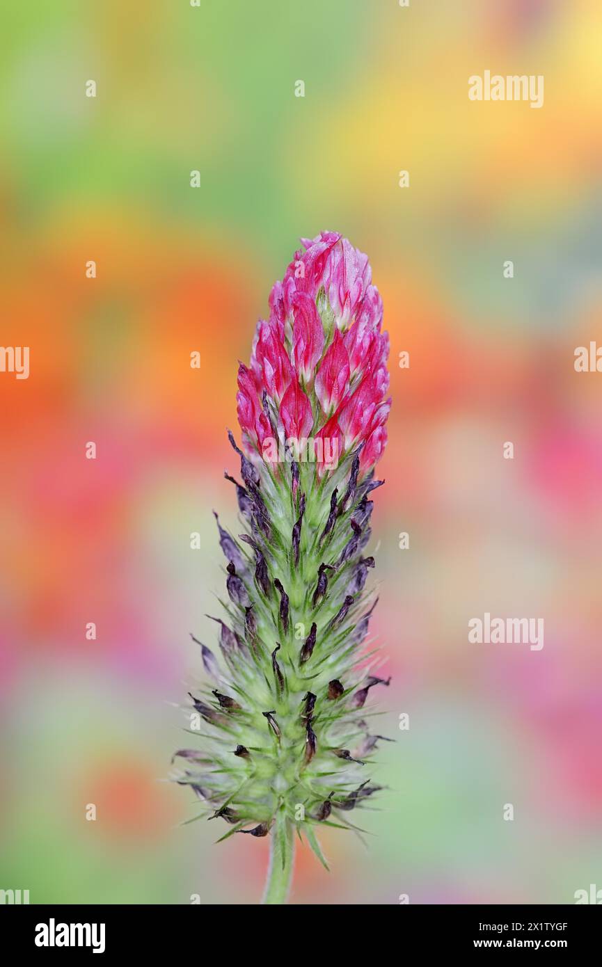 Trifoglio viola o trifoglio viola (Trifolium rubens), Renania settentrionale-Vestfalia, Germania Foto Stock