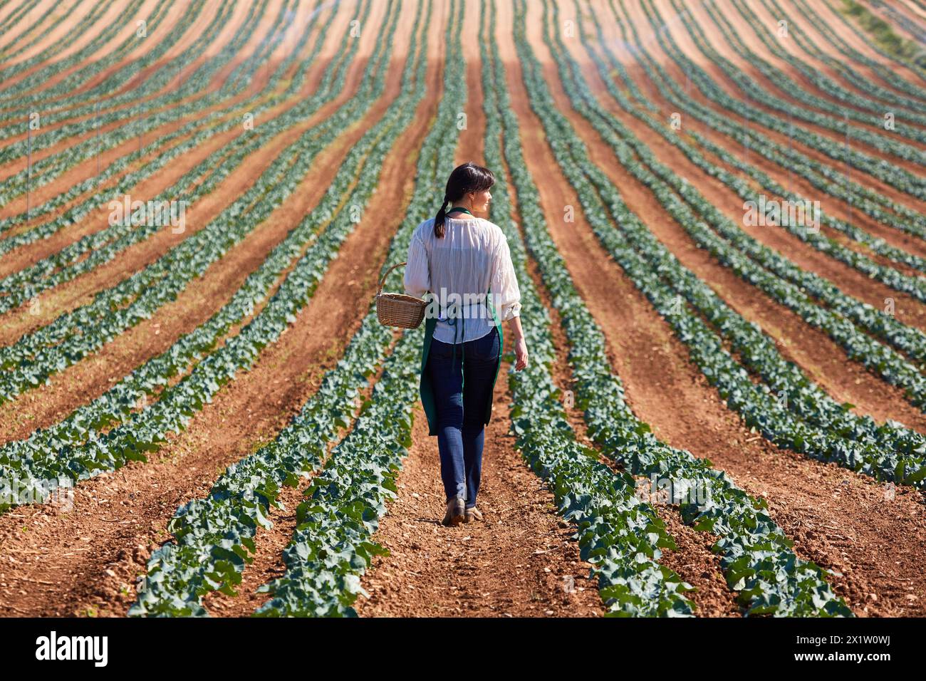 Farmer, Broccoli, Agricultural Field, Funes, Navarra, Spagna, Europa. Foto Stock
