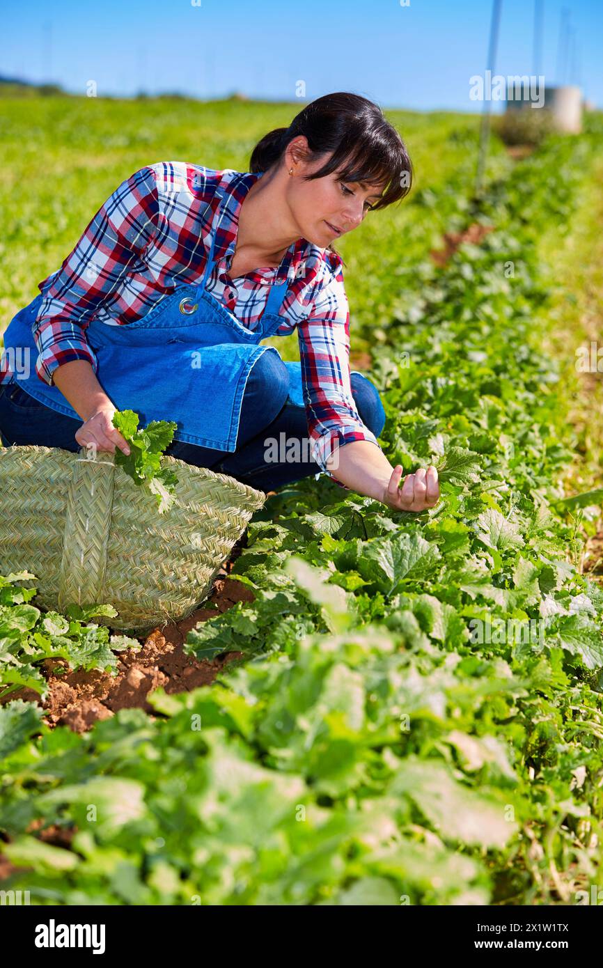 Farmer, Rapini, Broccoli raab, Agricultural Field, Funes, Navarra, Spagna, Europa. Foto Stock