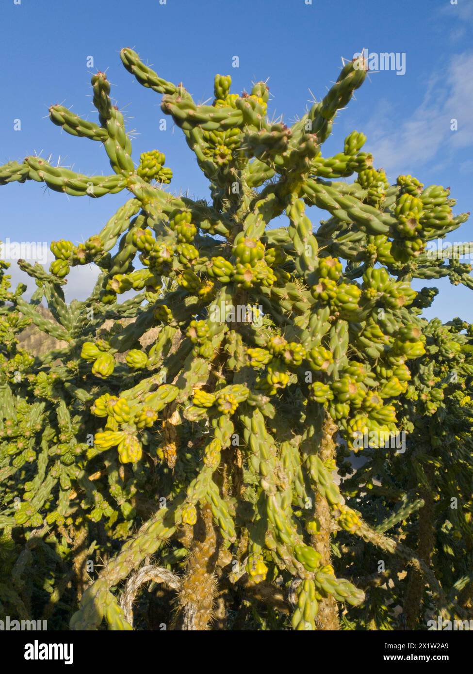 Un grande cactus verde sotto un cielo blu alla luce del sole, fico d'India, Valtierra, Navarra, Spagna Foto Stock