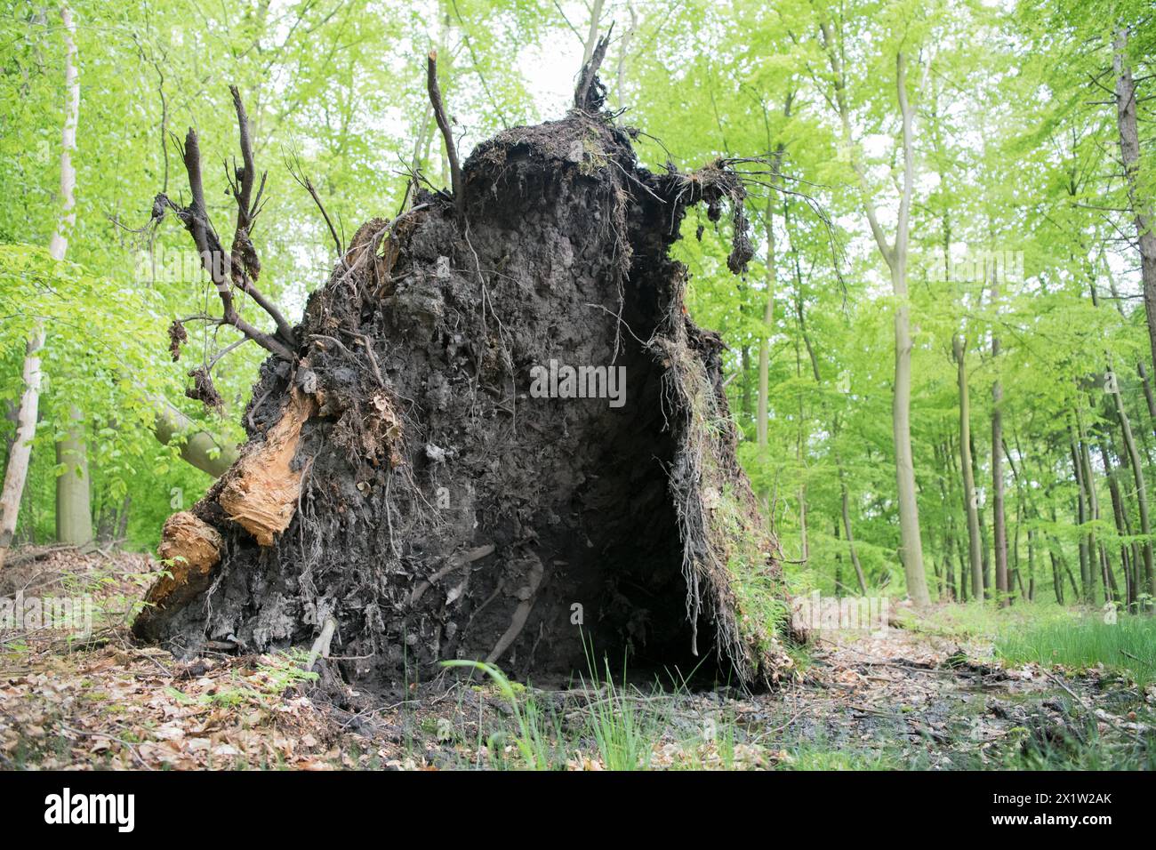 Struttura in legno di deadwood nella foresta decidua, ampia radice, habitat importante per insetti e uccelli, Renania settentrionale-Vestfalia, Germania Foto Stock