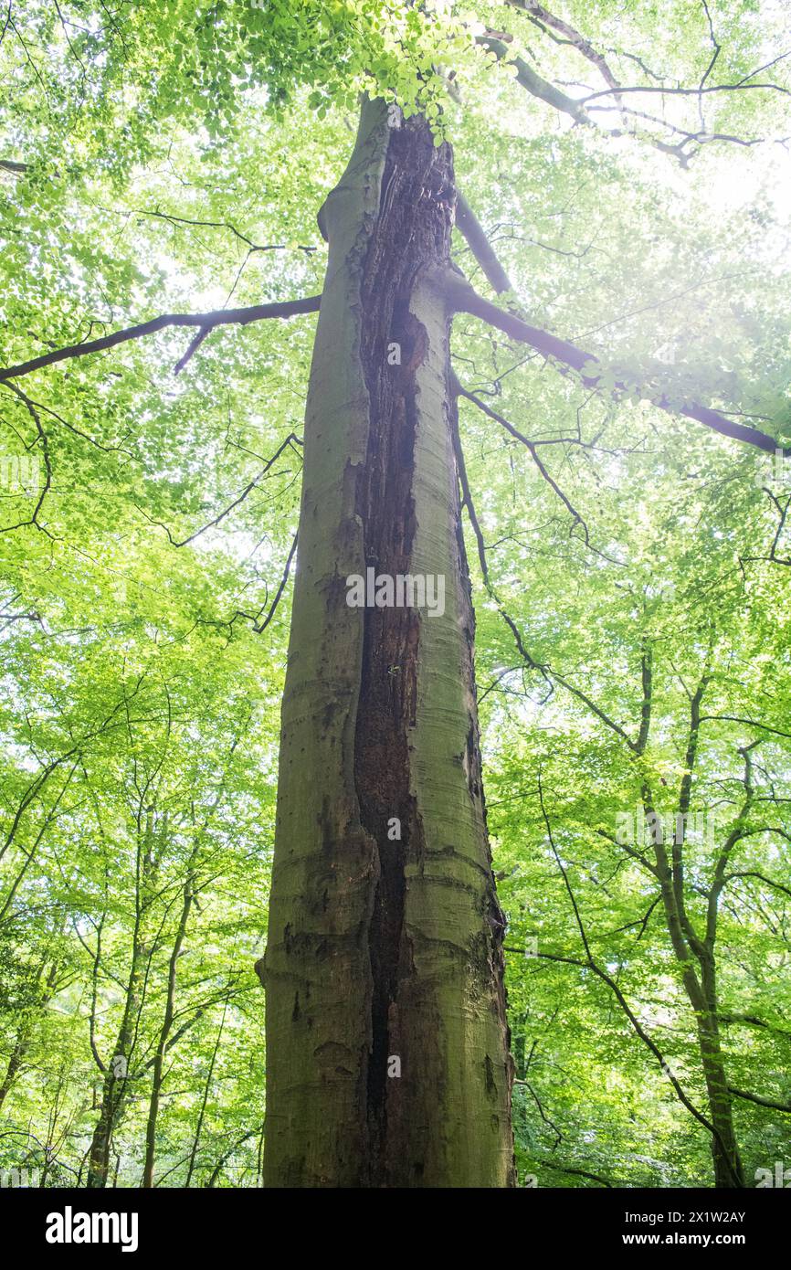 Deadwood struttura Gully in foresta decidua, enormi danni al tronco di alberi in piedi, habitat importante per insetti e uccelli, Renania settentrionale-Vestfalia Foto Stock