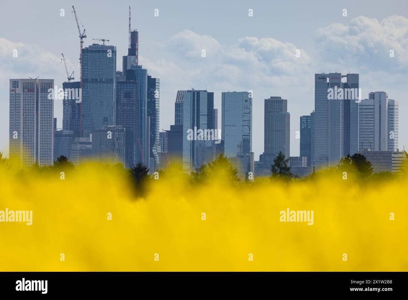 Lo skyline di Francoforte sorge dietro un fiorente campo di stupro, Francoforte sul meno, Assia, Germania Foto Stock