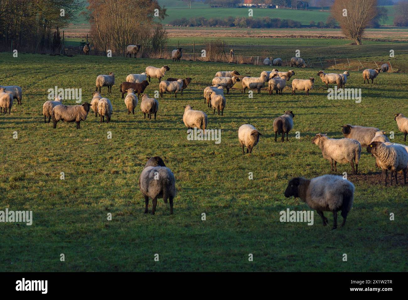 Pecore domestiche con testa nera (Ovis gmelini aries) al pascolo, Meclemburgo-Pomerania occidentale, Germania Foto Stock