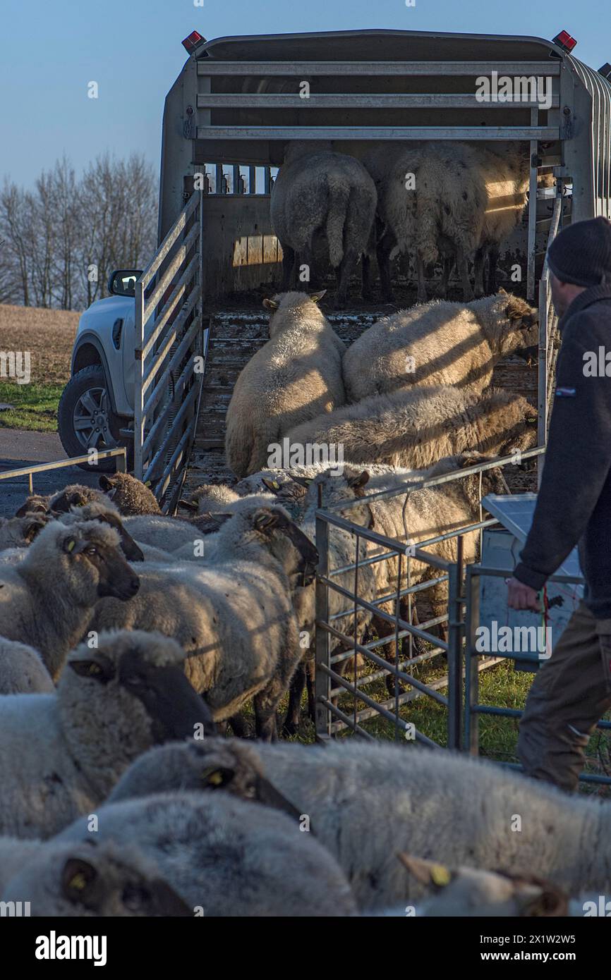 Pastore che carica pecore domestiche Blackface (Ovis gmelini aries) in un rimorchio per bestiame a due piani, Meclemburgo-Pomerania Occidentale, Germania Foto Stock