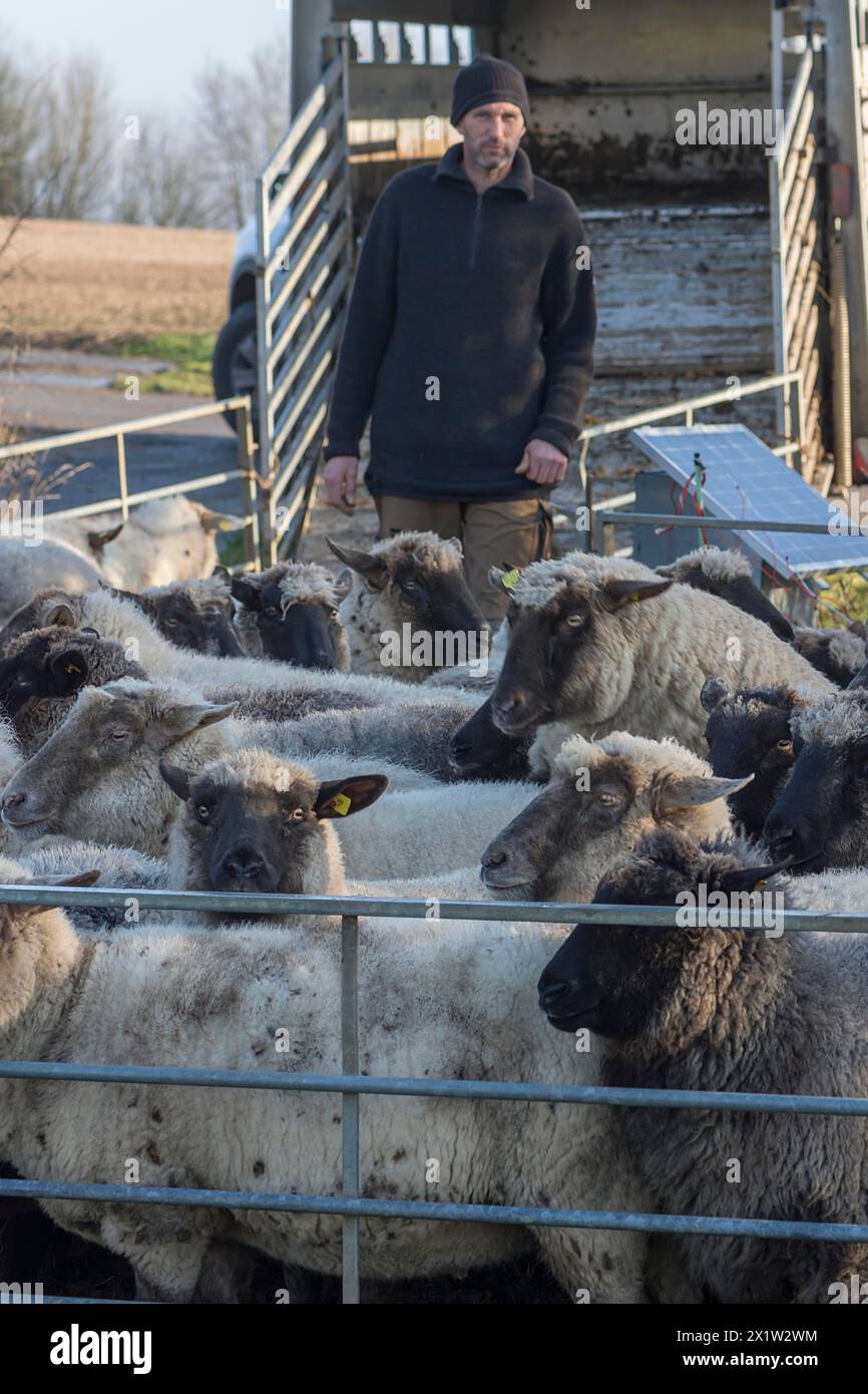 Pecore domestiche a testa nera sigillate (Ovis gmelini aries) nella penna, dietro il pastore di fronte al carro caricatore, Meclemburgo-Vorpommern, Germania Foto Stock