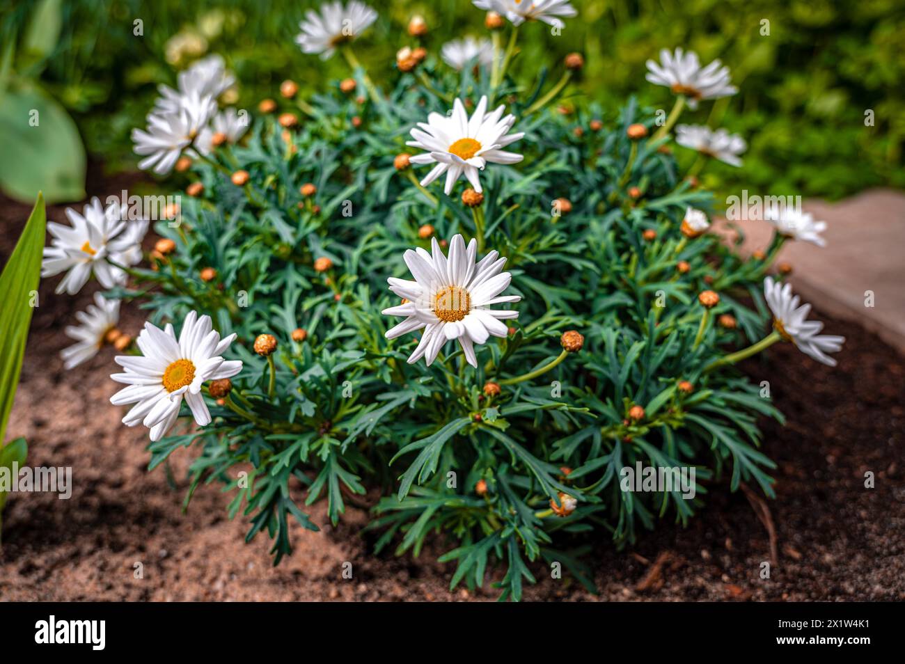 Il fiore bianco con il pistoncino giallo di una marguerite (Leucanthemum), Jena, Turingia, Germania Foto Stock